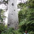 Mitten im Waipoua Forest