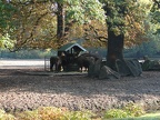 Waldbisons
