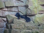 Schwarzbären