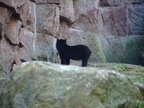 Amerikanischer Schwarzbär