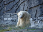 Eisbär (nicht Knut)