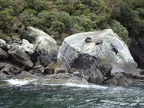am Seal Rock