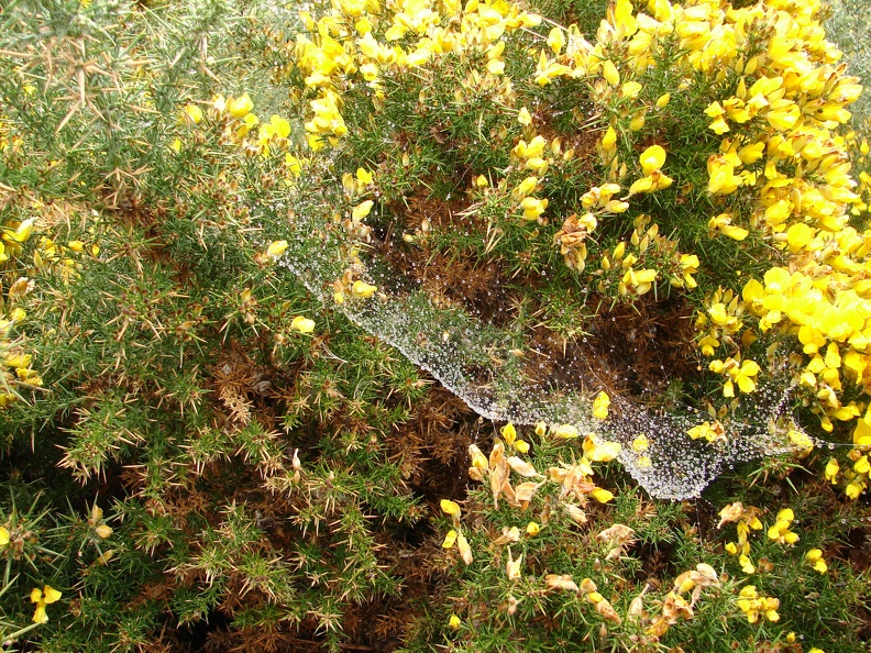 Spinnennetz im Blumenmeer