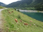 deftige Weiden