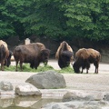 Prairie-Bisons