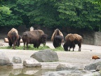 Prairie-Bisons
