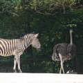 Zebra und Strauß