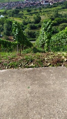 Reben in Reih und Glied
