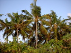 Palmen im Wind