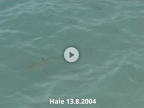 Haie und Flieger