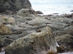 Robben auf kargem Fels