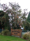 Pohutukawa