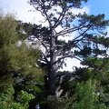 großer Baum