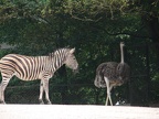 Zebra und Strauß