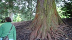 Bergmammutbaum