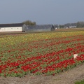 in Lisse