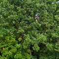 Blätterwald