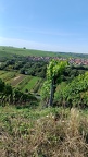 Escherndorf und Nordheim