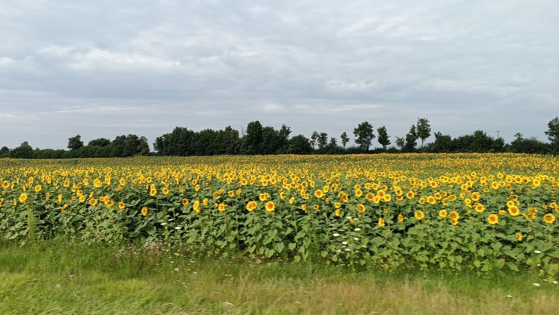 Sonnenblumenfelder