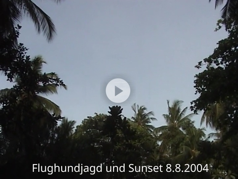 Fughundjagd und Sunset